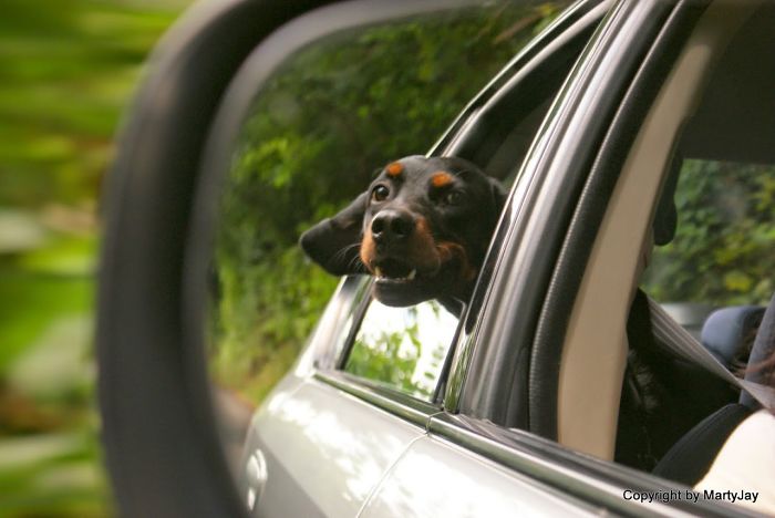 68 Funny Dogs That Love Car Rides More Than Anything