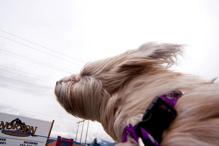 68 Funny Dogs That Love Car Rides More Than Anything