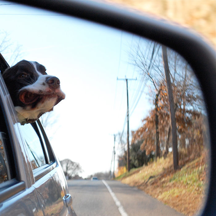 68 Funny Dogs That Love Car Rides More Than Anything