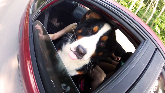 68 Funny Dogs That Love Car Rides More Than Anything