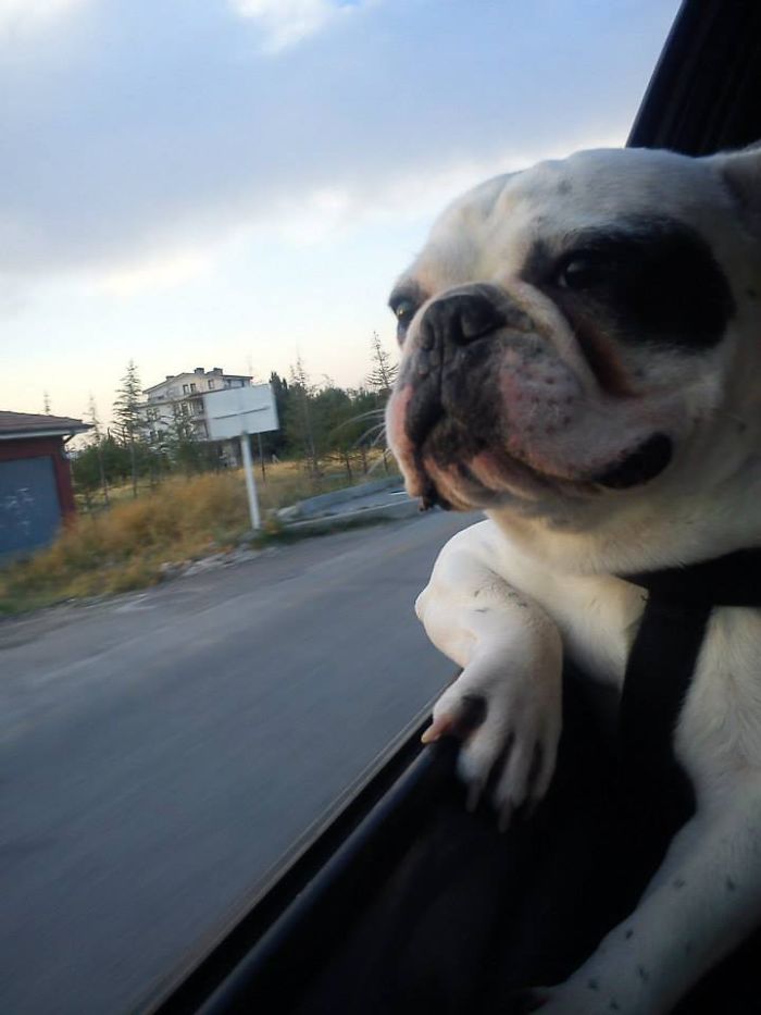 68 Funny Dogs That Love Car Rides More Than Anything