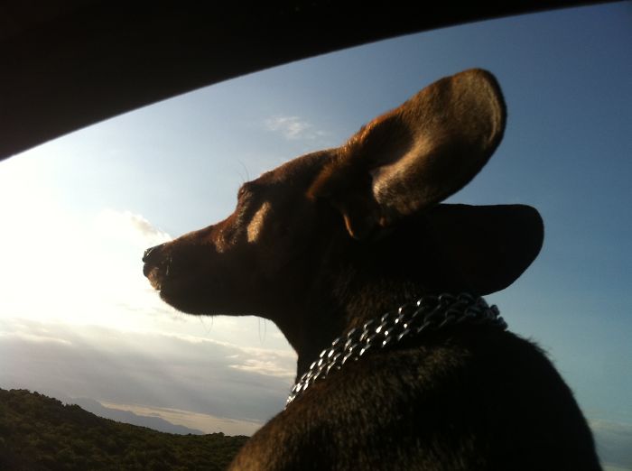 68 Funny Dogs That Love Car Rides More Than Anything