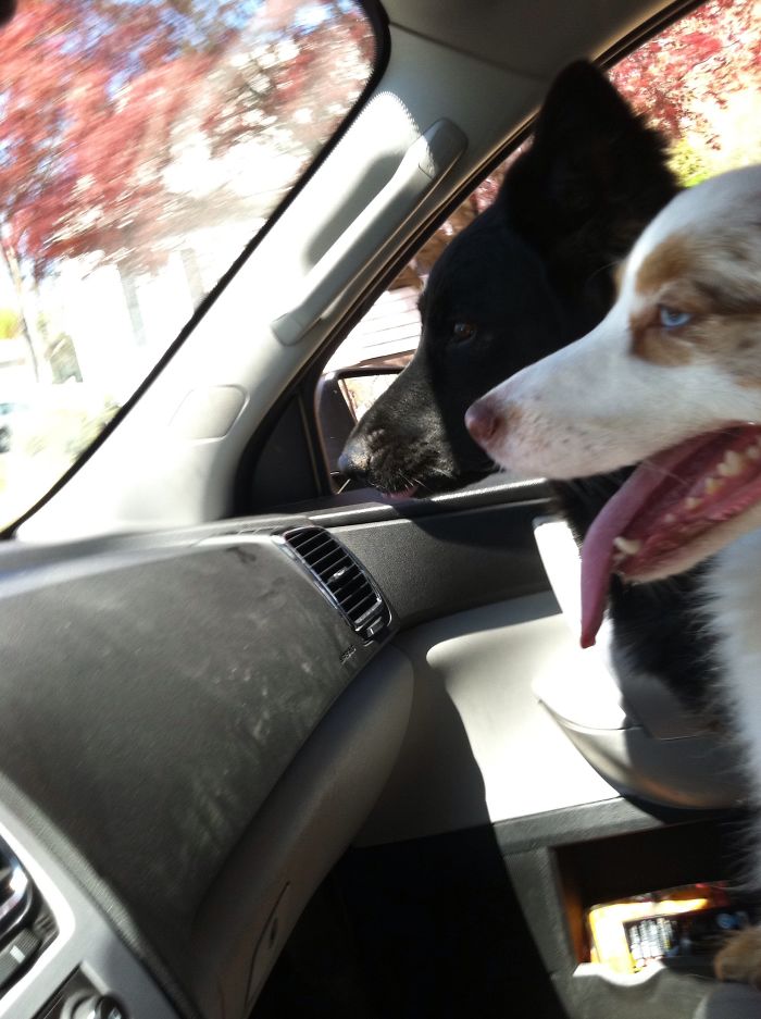 68 Funny Dogs That Love Car Rides More Than Anything