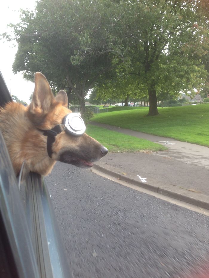 68 Funny Dogs That Love Car Rides More Than Anything
