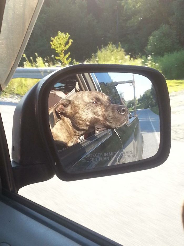 68 Funny Dogs That Love Car Rides More Than Anything