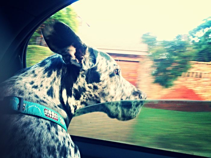 68 Funny Dogs That Love Car Rides More Than Anything