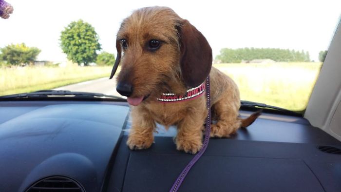 68 Funny Dogs That Love Car Rides More Than Anything