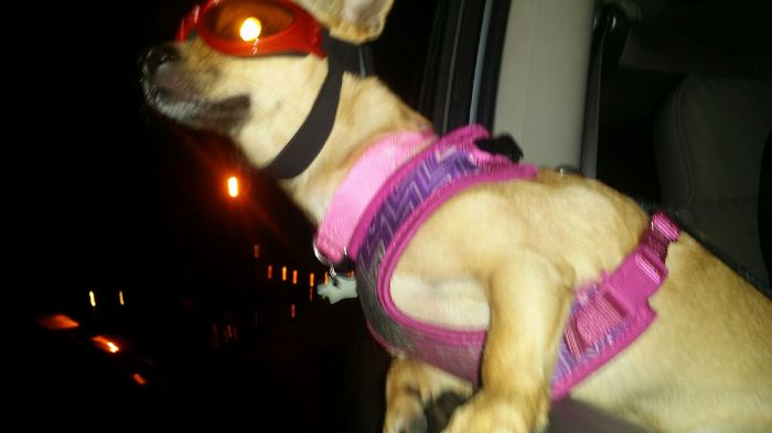 68 Funny Dogs That Love Car Rides More Than Anything