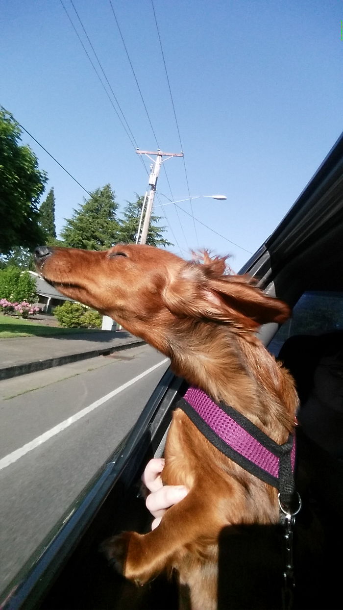 68 Funny Dogs That Love Car Rides More Than Anything