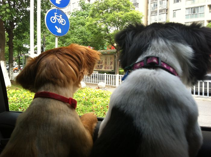 68 Funny Dogs That Love Car Rides More Than Anything