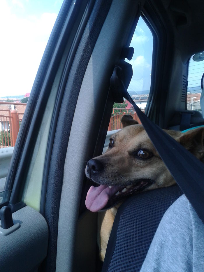 68 Funny Dogs That Love Car Rides More Than Anything