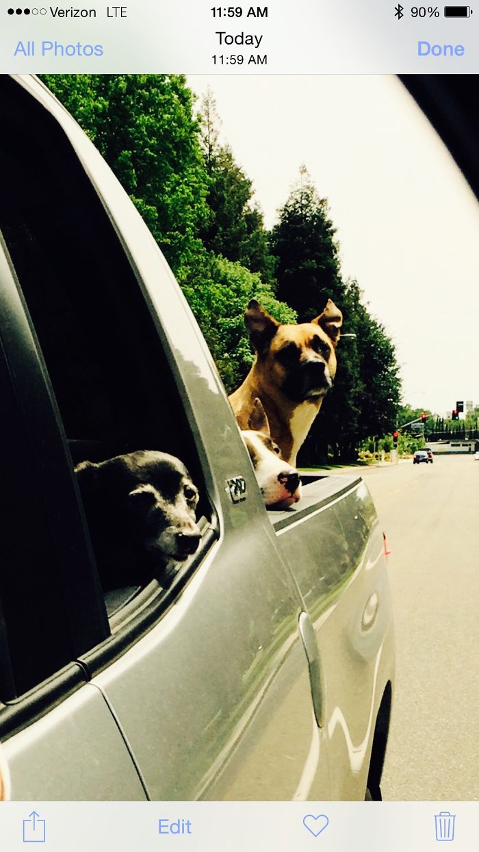 68 Funny Dogs That Love Car Rides More Than Anything