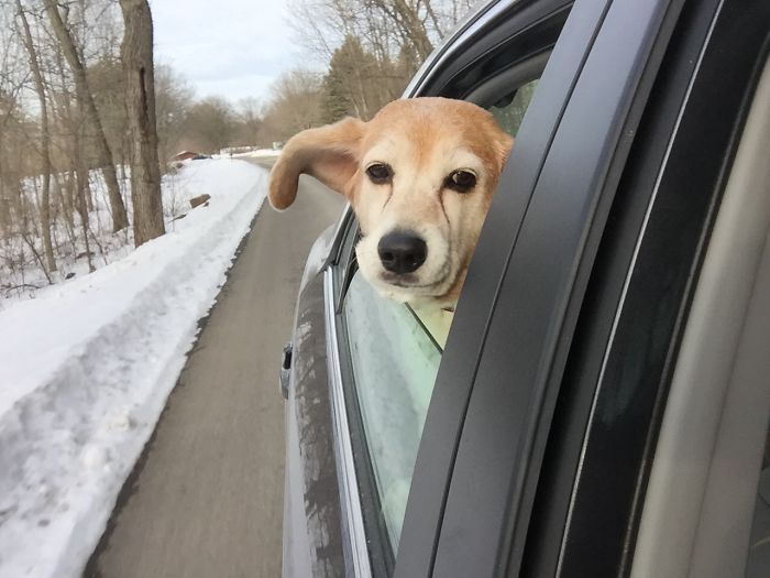 68 Funny Dogs That Love Car Rides More Than Anything