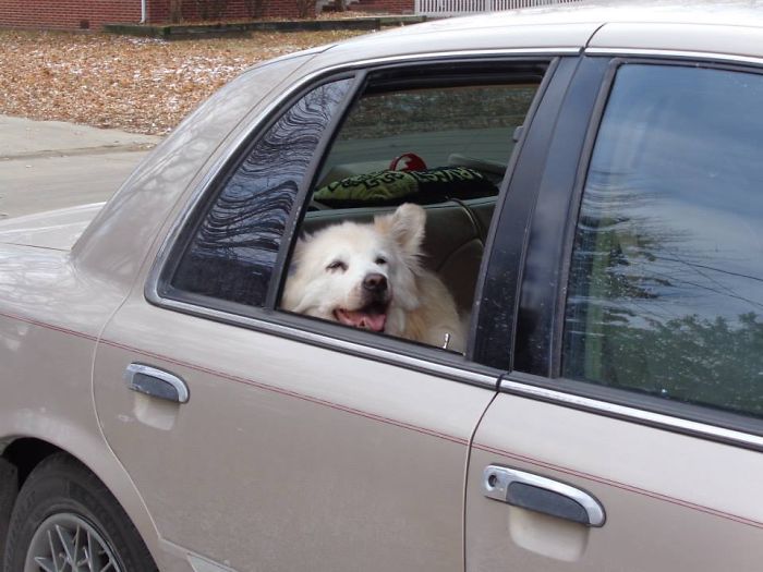 68 Funny Dogs That Love Car Rides More Than Anything