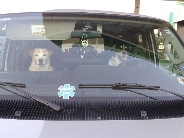 68 Funny Dogs That Love Car Rides More Than Anything