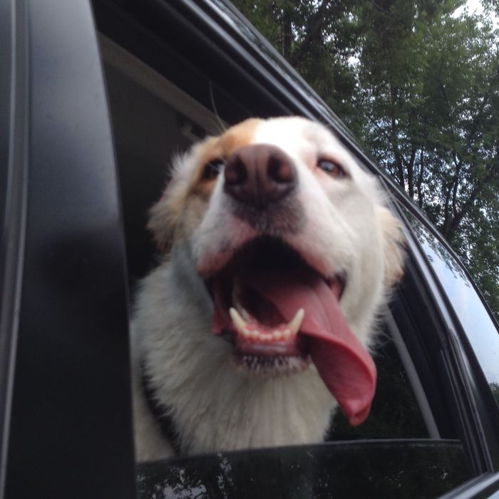 68 Funny Dogs That Love Car Rides More Than Anything
