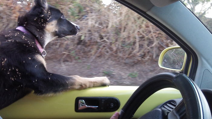 68 Funny Dogs That Love Car Rides More Than Anything