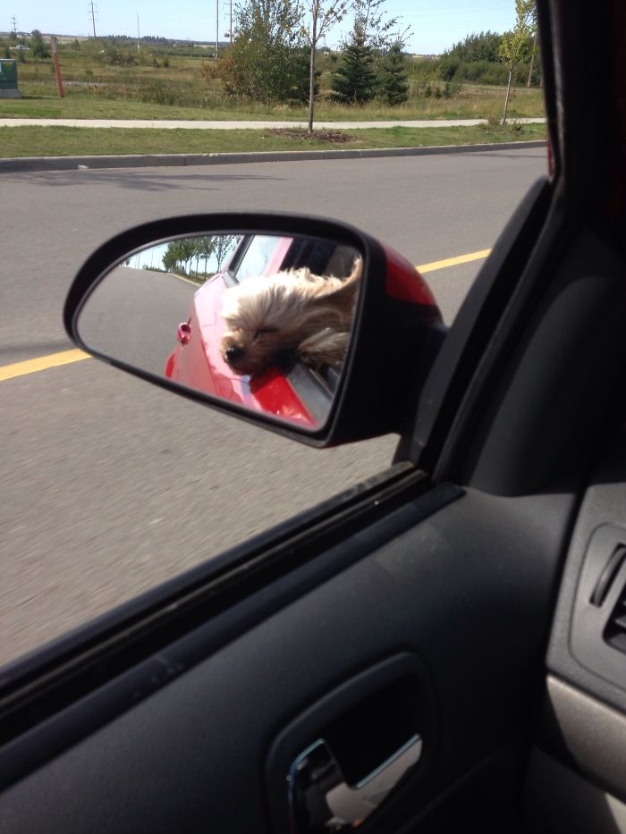 68 Funny Dogs That Love Car Rides More Than Anything