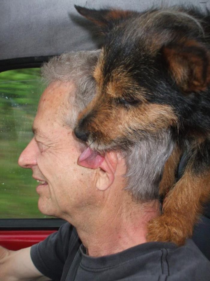 68 Funny Dogs That Love Car Rides More Than Anything