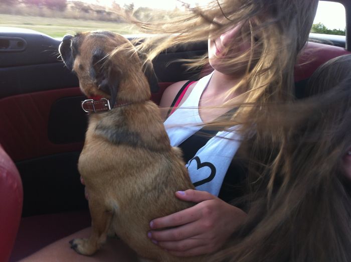 68 Funny Dogs That Love Car Rides More Than Anything
