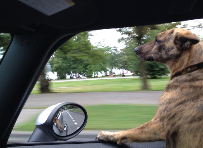 68 Funny Dogs That Love Car Rides More Than Anything
