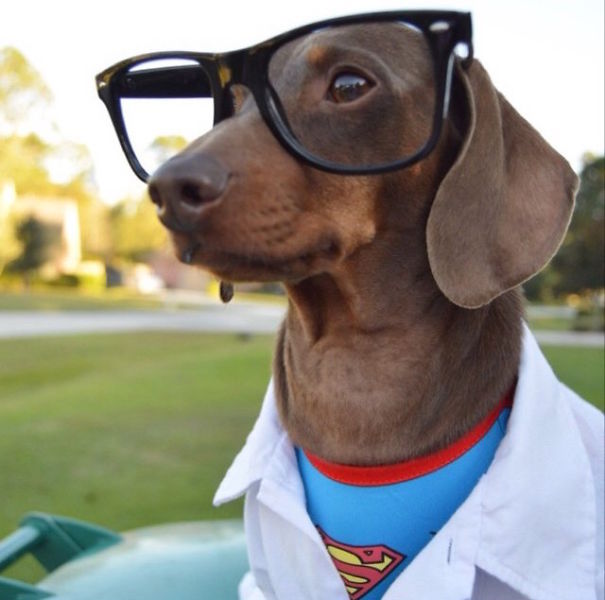 Cute Pets Turned Into Superheroes To Celebrate The Avengers Age Of Ultron Release