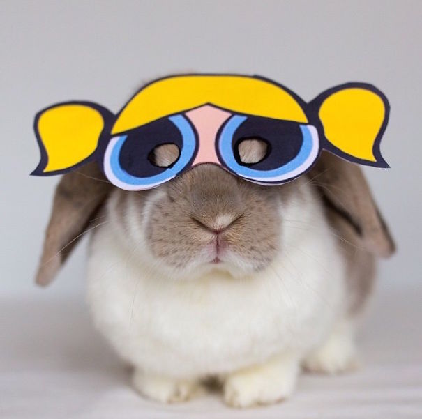Cute Pets Turned Into Superheroes To Celebrate The Avengers Age Of Ultron Release