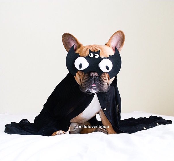 Cute Pets Turned Into Superheroes To Celebrate The Avengers Age Of Ultron Release