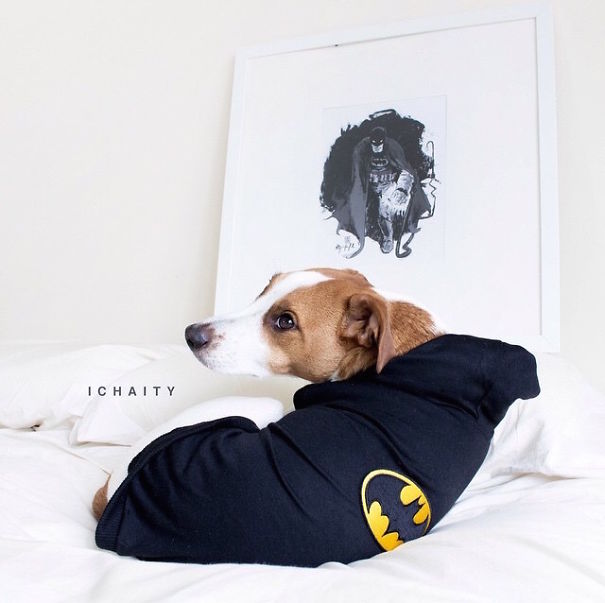 Cute Pets Turned Into Superheroes To Celebrate The Avengers Age Of Ultron Release