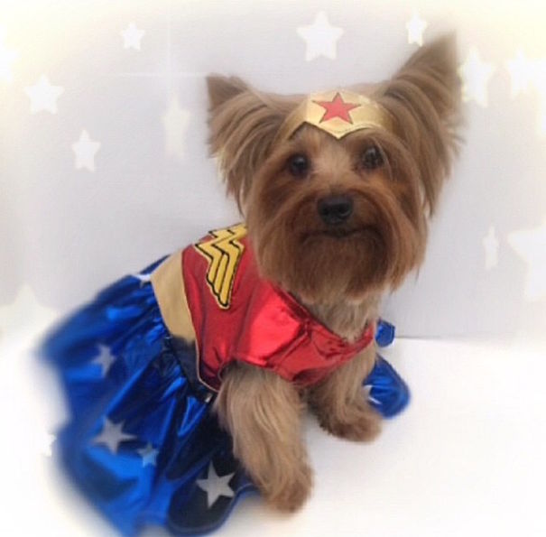 Cute Pets Turned Into Superheroes To Celebrate The Avengers Age Of Ultron Release