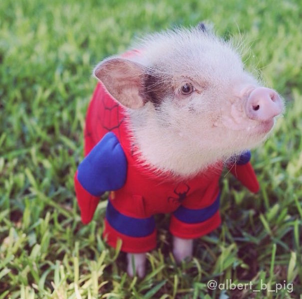Cute Pets Turned Into Superheroes To Celebrate The Avengers Age Of Ultron Release