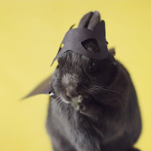 Cute Pets Turned Into Superheroes To Celebrate The Avengers Age Of Ultron Release