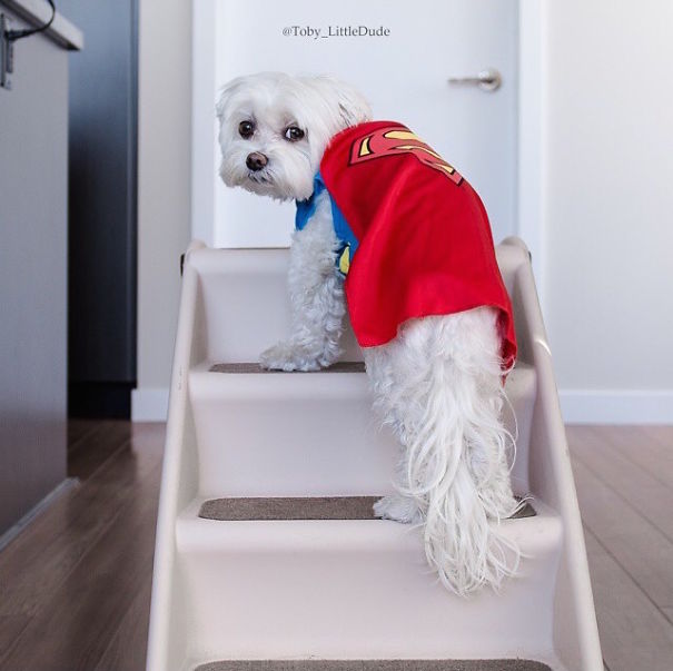 Cute Pets Turned Into Superheroes To Celebrate The Avengers Age Of Ultron Release
