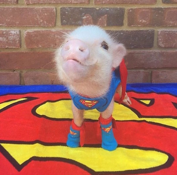 Cute Pets Turned Into Superheroes To Celebrate The Avengers Age Of Ultron Release