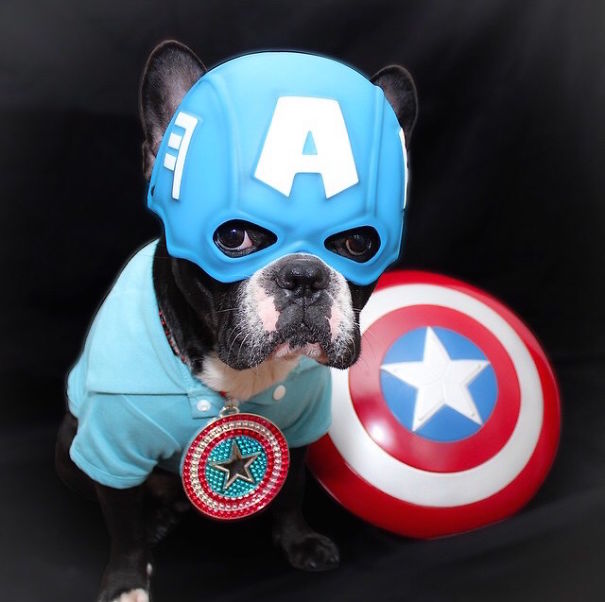 Cute Pets Turned Into Superheroes To Celebrate The Avengers Age Of Ultron Release