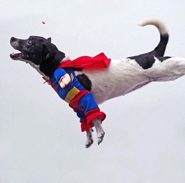 Cute Pets Turned Into Superheroes To Celebrate The Avengers Age Of Ultron Release
