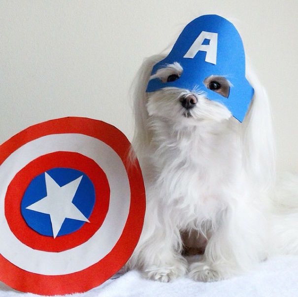Cute Pets Turned Into Superheroes To Celebrate The Avengers Age Of Ultron Release