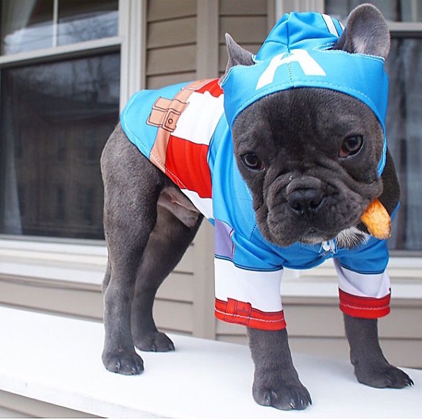 Cute Pets Turned Into Superheroes To Celebrate The Avengers Age Of Ultron Release