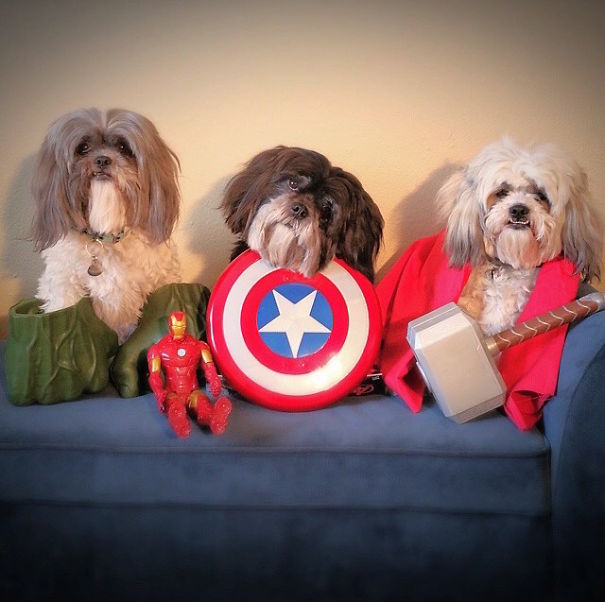 Cute Pets Turned Into Superheroes To Celebrate The Avengers Age Of Ultron Release