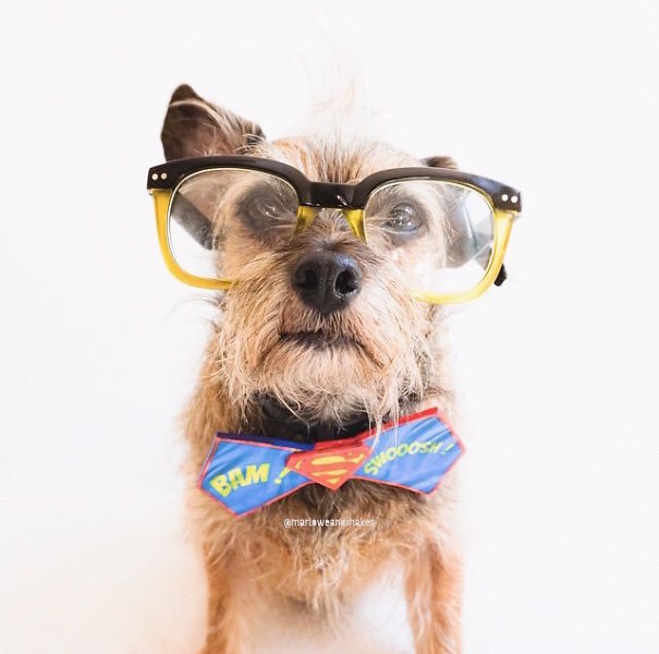 Cute Pets Turned Into Superheroes To Celebrate The Avengers Age Of Ultron Release