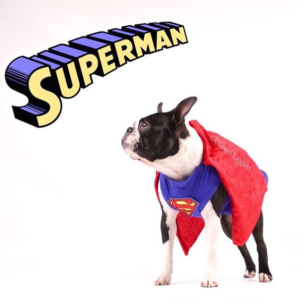 Cute Pets Turned Into Superheroes To Celebrate The Avengers Age Of Ultron Release