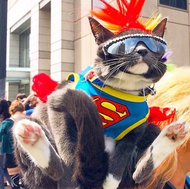Cute Pets Turned Into Superheroes To Celebrate The Avengers Age Of Ultron Release