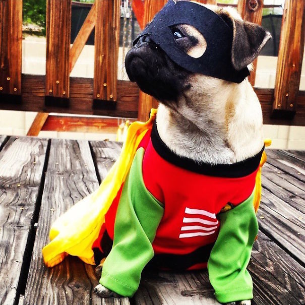 Cute Pets Turned Into Superheroes To Celebrate The Avengers Age Of Ultron Release