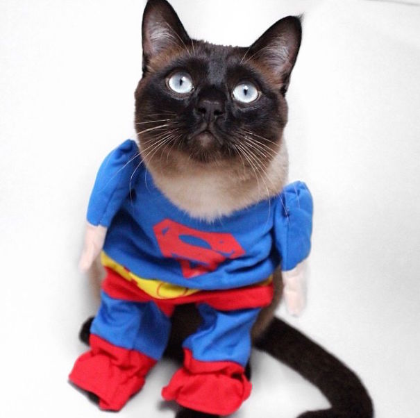 Cute Pets Turned Into Superheroes To Celebrate The Avengers Age Of Ultron Release