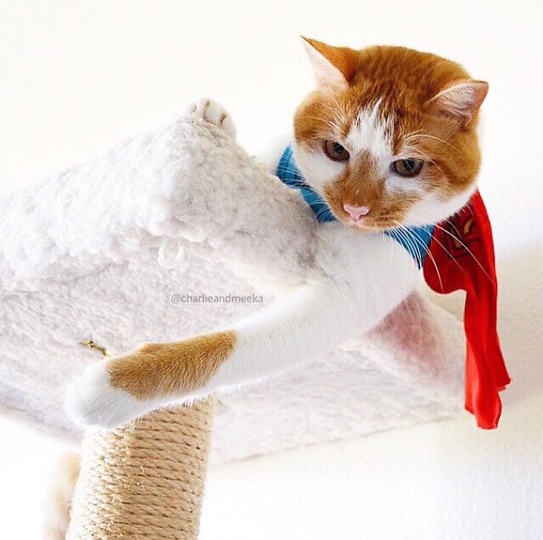 Cute Pets Turned Into Superheroes To Celebrate The Avengers Age Of Ultron Release