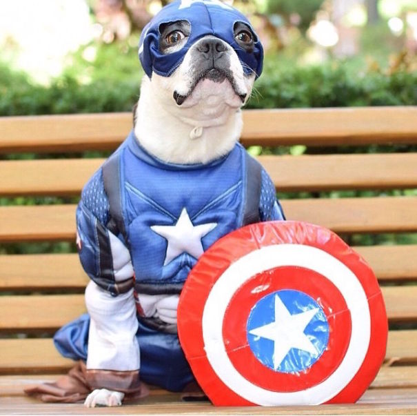 Cute Pets Turned Into Superheroes To Celebrate The Avengers Age Of Ultron Release