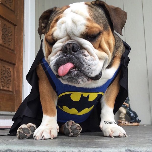 Cute Pets Turned Into Superheroes To Celebrate The Avengers Age Of Ultron Release
