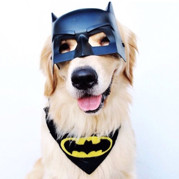 Cute Pets Turned Into Superheroes To Celebrate The Avengers Age Of Ultron Release