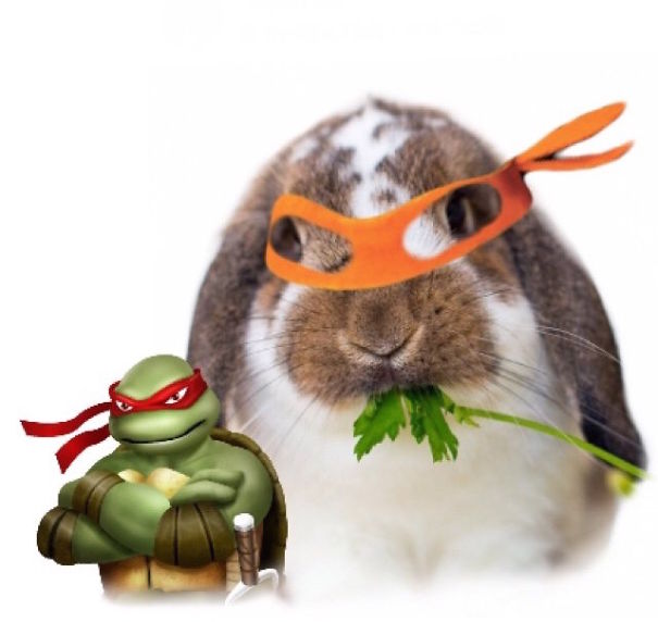Cute Pets Turned Into Superheroes To Celebrate The Avengers Age Of Ultron Release