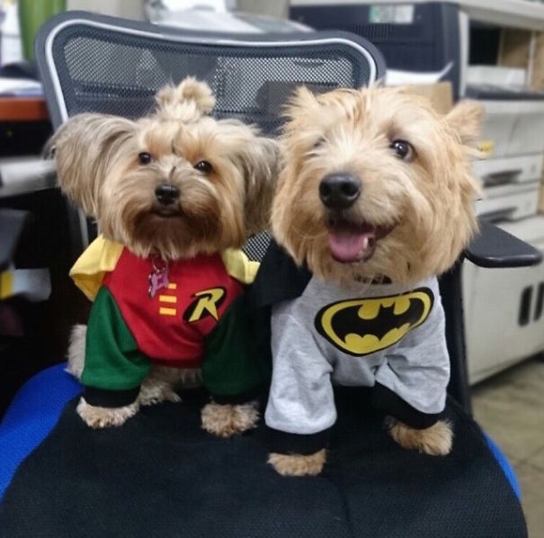 Cute Pets Turned Into Superheroes To Celebrate The Avengers Age Of Ultron Release